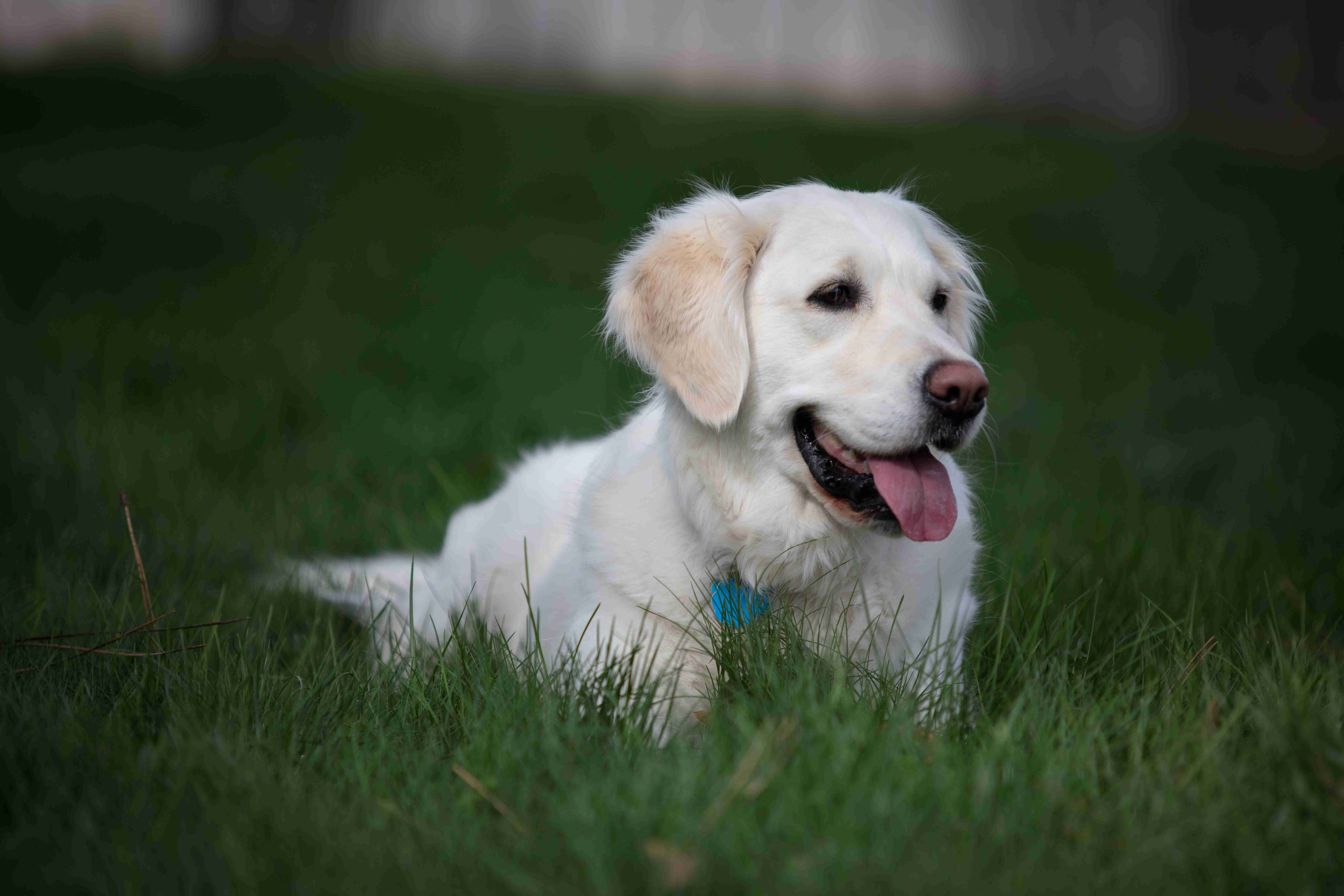 Golden Retrievers and Artificial Insemination: Weighing the Pros and Cons